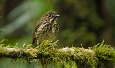 Colombia Birdfair impactará aviturismo de Cali: llegarán pajareros de nueve países y catorce departamentos