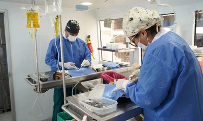 ¡Atención Cali! Aprovecha la jornada gratuita de bienestar animal: esterilización, vacunación y consulta veterinaria