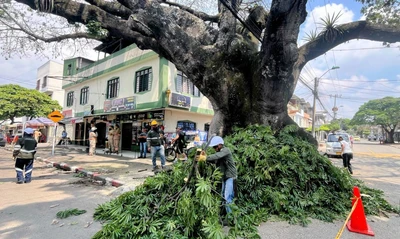 En lo corrido de 2025 se han recuperado más de 1000 árboles en Cali: el Dagma lidera un plan estratégico de mantenimiento arbóreo