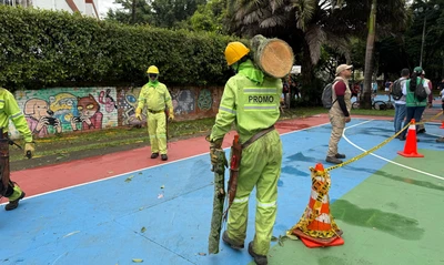 Cali fortalece la seguridad en sus parques con poda de árboles y las cuadrillas de zonas verdes de Promo Valle