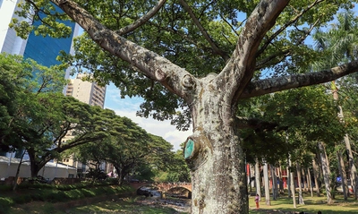 La ciudadanía, apoyo vital para la gestión del Dagma en la protección y  mantenimiento del arbolado de Cali