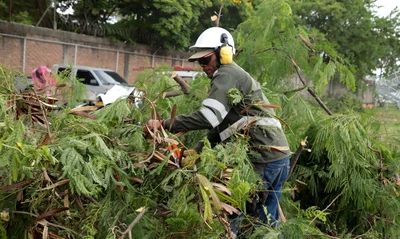 ‘Plan Distrito más Verde’: Dagma controla propagación de la especie invasora leucaena