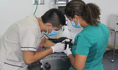 Más de 20.000 animales de compañía fueron beneficiados de los servicios de la Alcaldía de Cali