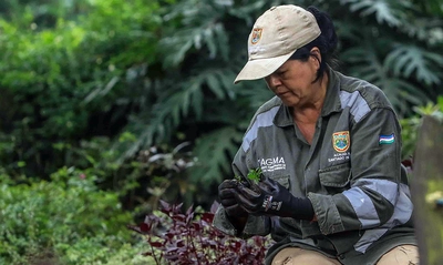 El Dagma lidera acciones para preservar la naturaleza con miras a Semana Santa: se entregarán 2000 plantas ornamentales
