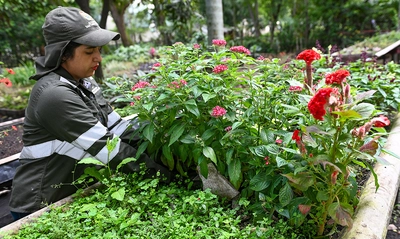 El Dagma se pone la camiseta de la ‘Maratón de Cali 2025’: autoridad ambiental despliega un plan de ajardinamiento en la ciudad