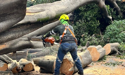 Cali avanza en mitigación de riesgos por volcamiento de árboles