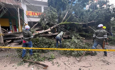 El Dagma atendió más de 14 emergencias por volcamiento de árboles en Cali debido a las fuertes lluvias