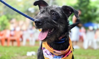 ‘Consentida’, una perrita abandonada que encontró hogar gracias a la jornada de adopción organizada el domingo por la Alcaldía de Cali