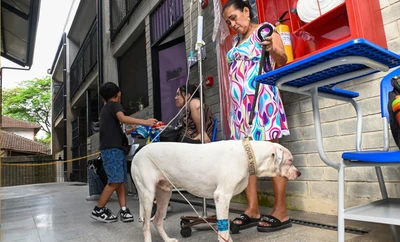 ¡Atención! Si tienes Sisbén A o B, tu animal de compañía puede recibir atención veterinaria gratuita en el Centro de Bienestar Animal de Cali