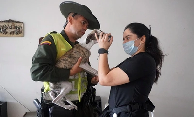 Cali se une al ‘Metropolis Solutions Lab’: compromiso global por el bienestar animal