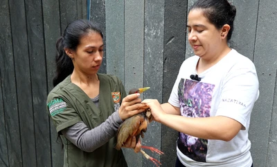 Veterinarios del Dagma implantan prótesis a una chilacoa