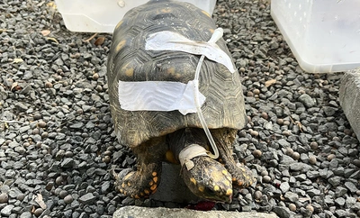 80 tortugas recuperadas en el Hogar de Paso del Dagma regresarán a su hábitat en Cartagena