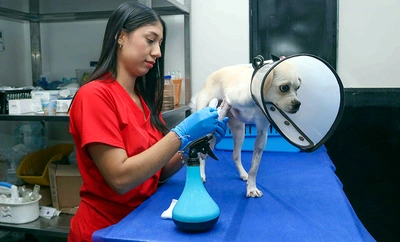 Vacunar a tus ‘peluditos’ es un acto de responsabilidad: aumentan los casos de moquillo y parvovirus por falta de inmunización