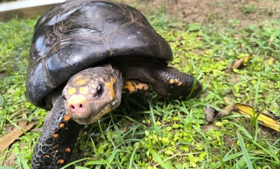En Cartagena liberaron 87 tortugas recuperadas en el Hogar de Paso del Dagma