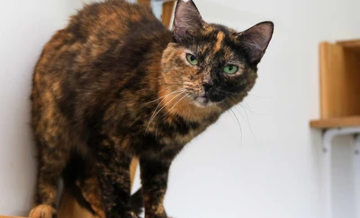 ¿Qué son los gatos ferales y por qué no pueden ser adoptados? Alcaldía de Cali aclara las dudas para proteger a estas colonias felinas