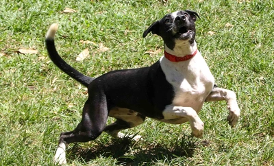 ¡Este fin de semana el amor tiene patas! Gran jornada de adopción de perros y gatos en el Centro Comercial La Estación