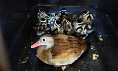 Caleña adoptó 6 huérfanos