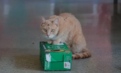 Protección Animal transforma el reciclaje en bienestar: una apuesta del CBA por el medio ambiente y la salud mental de perros y gatos