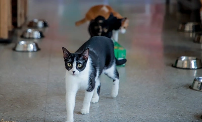 Conozca sobre prevención de enfermedades virales en gatos: proteja a sus mininos contra el sida y la leucemia