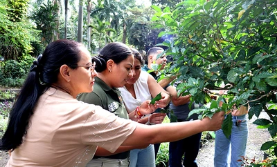 Funcionarios del Dagma acceden a nuevas herramientas para cuidar el arbolado urbano de Cali