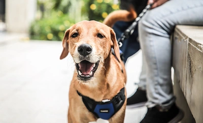 Altas temperaturas en Cali ponen en riesgo a los ‘peluditos’: recomendaciones clave para evitar golpes de calor en mascotas