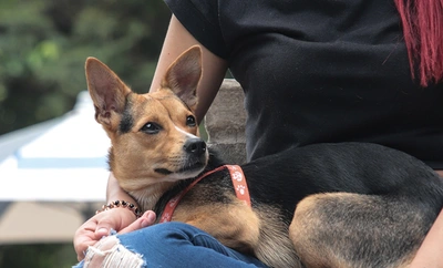 Alcaldía hace un llamado a los caleños para usar responsablemente el Sisbén en la atención veterinaria de mascotas