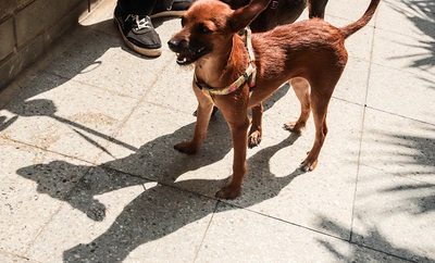 Aparecen mascotas abandonadas al frente del Centro de Bienestar Animal