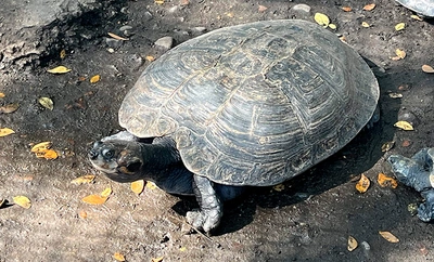 Cali y su lucha por recuperar la fauna silvestre: 49 tortugas fueron  regresadas a su hábitat