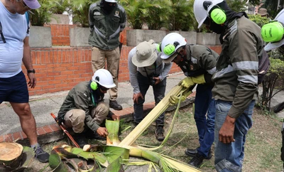 Dagma adelanta intervenciones para evitar que el cucarrón picudo siga afectando las palmas de la ciudad