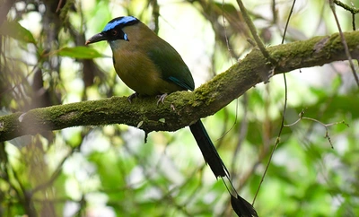 Simposio de Aviturismo en el marco de la Semana de la Biodiversidad busca posicionar Cali como destino sostenible