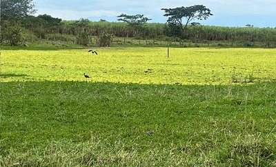 El canto de miles de aves: un espectáculo de paz en el humedal Pacheco, del corregimiento de Navarro