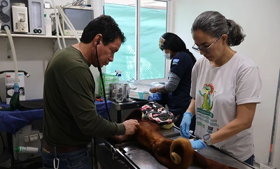 Animales recuperados por el Dagma fortalecerán programas de reproducción de vida silvestre