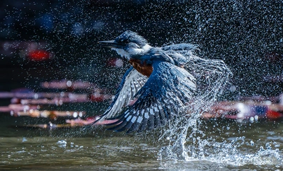 Cali vive la majestuosidad de las aves a través de los ‘Premios de fotografía Audubon 2025’: ¡te esperamos!
