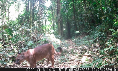 Cali adquiere 120 cámaras trampa y entra en la Red Otus para  monitorear su fauna silvestre