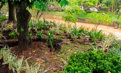 27 mil plántulas en 120 jardines fortalecen la conectividad ecológica del  río Cali