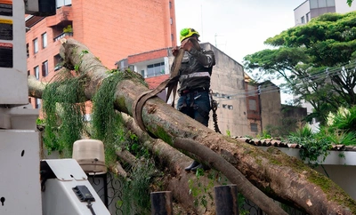 Alcaldía de Cali retiró con rapidez árbol que cayó sobre una vivienda en el oeste de Cali