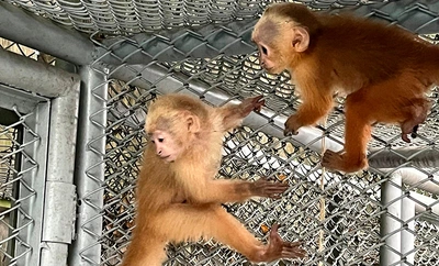 Dos monos que fueron rescatados del tráfico ilegal se recuperan en el Hogar de Paso del Dagma