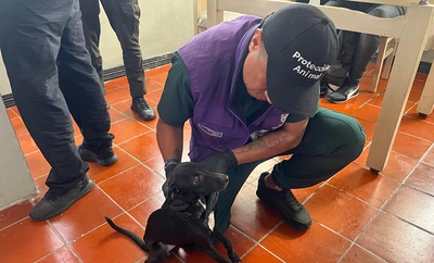 Laika, Chocolate y Negrita: tres vidas rescatadas nos recuerdan que recuperar a Cali también es proteger a quienes no tienen voz