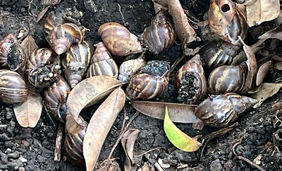 Alcaldía de Cali avanza en la recuperación de parques y zonas verdes  afectadas por la invasión de caracol africano