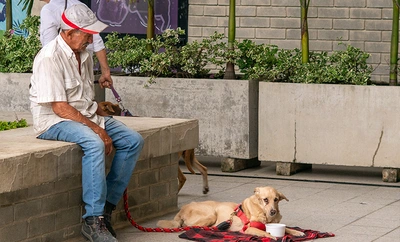 Alcaldía de Cali hace llamado urgente por la salud de nuestras mascotas: esteriliza, cuídalos y sálvales la vida