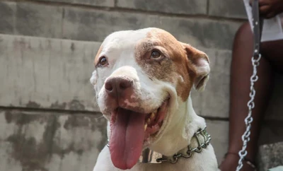 Halloween con responsabilidad: Alcaldía de Cali entrega recomendaciones para proteger a las mascotas el 31 de octubre