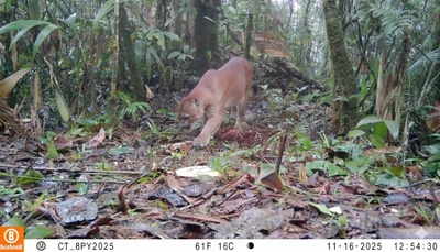 Pumas, venados y otras especies captadas en las cámaras trampa que se están instalando la zona rural de Cali