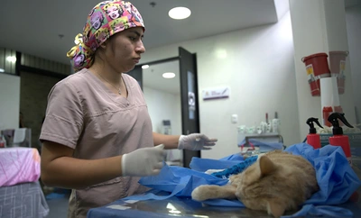 El CBA confirma que todavía quedan cupos gratuitos para que caleños esterilicen a sus mascotas: más de 9600 procedimientos realizados