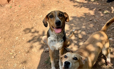 Alcaldía y su Centro de Bienestar Animal invitan a la jornada especial de adopción para funcionarios: 10 de diciembre en el CAM