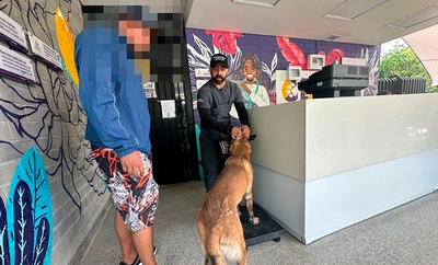 Centro de Bienestar Animal atendió oportunamente a ‘Zafir’, un perro afectado tras explosión en el oriente de Cali