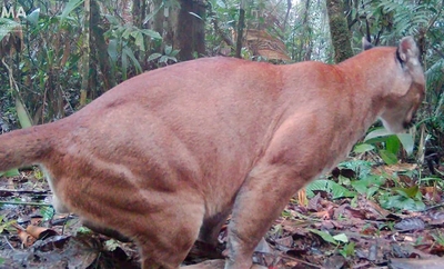 En los Farallones de Cali se siente el rugido de la conservación