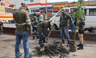 Dagma repuso un árbol volcado en el centro de Cali con una palma botella