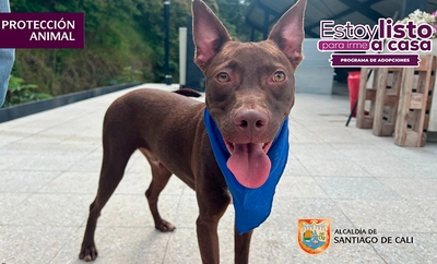 ¡Adopta hoy, ama para siempre! Llegan las primeras jornadas de adopción de 2026