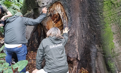 Dagma inicia intervención integral para recuperar la Ceiba legendaria del Bajo Aguacatal