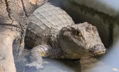 Babilla extraída del humedal de Ciudad Jardín ya se encuentra en el Hogar de Paso del Dagma: pronto estará en su hábitat natural
